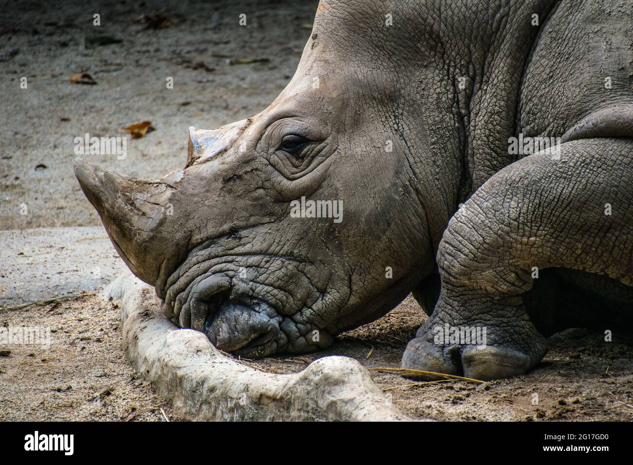 A rhinoceros, commonly abbreviated to rhino, is a member of any of the five extant species of odd-toed ungulates in the family Rhinocerotidae. Stock Photo