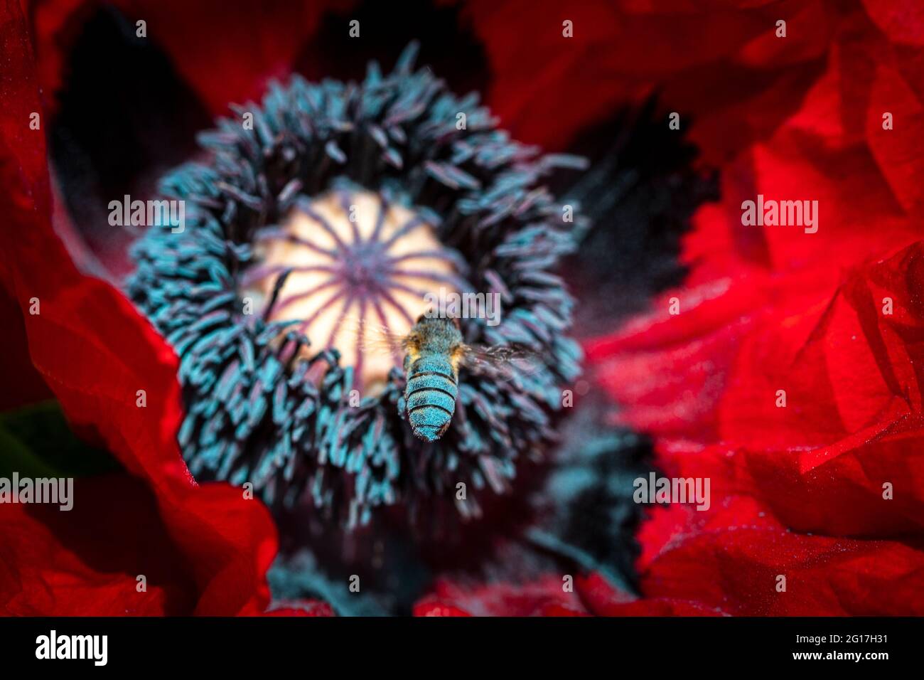 Honey bee hovering over the carpels and stamens of a Caucasian Scarlet Poppy, Ladybird, Papaver Commutatum in English country garden. Stock Photo