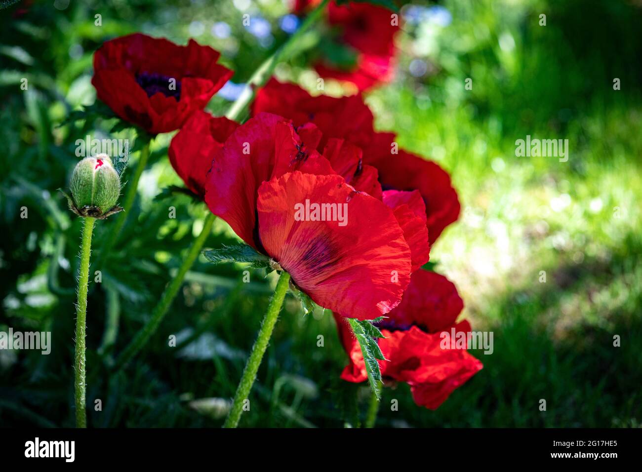 Caucasian Scarlet Poppies, Ladybird, Papaver Commutatum, flowering in English country garden. Stock Photo