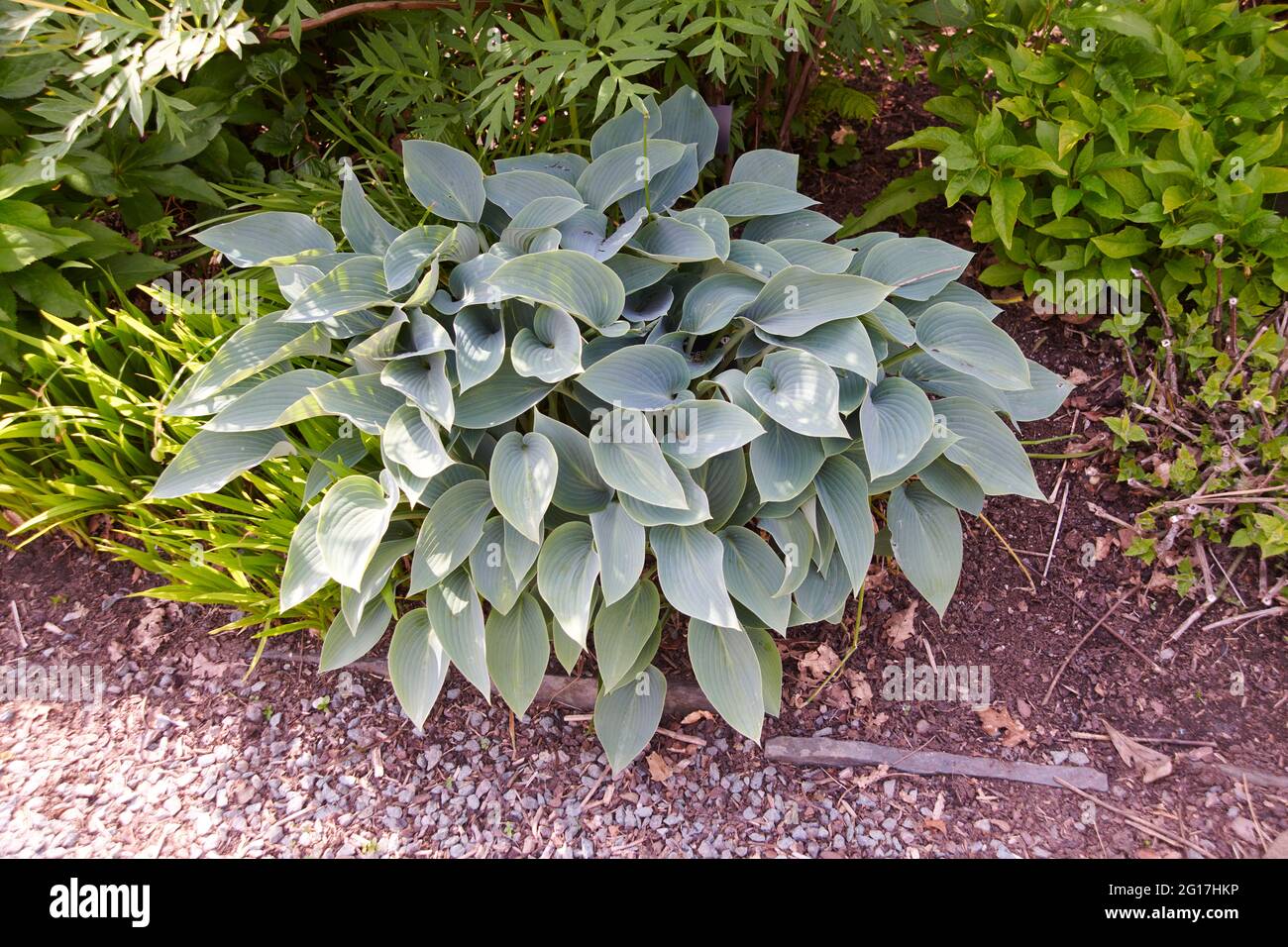 Hosta is a genus of plants commonly known as hostas, plantain lilies and occasionally by the Japanese name gibōshi. Hostas are widely cultivated as sh Stock Photo