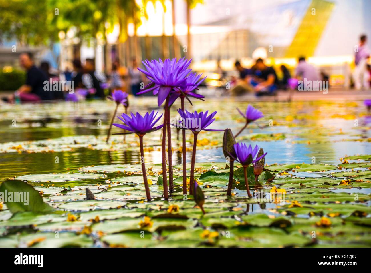 Singapore, officially the Republic of Singapore, is a sovereign island city-state in maritime Southeast Asia. Stock Photo