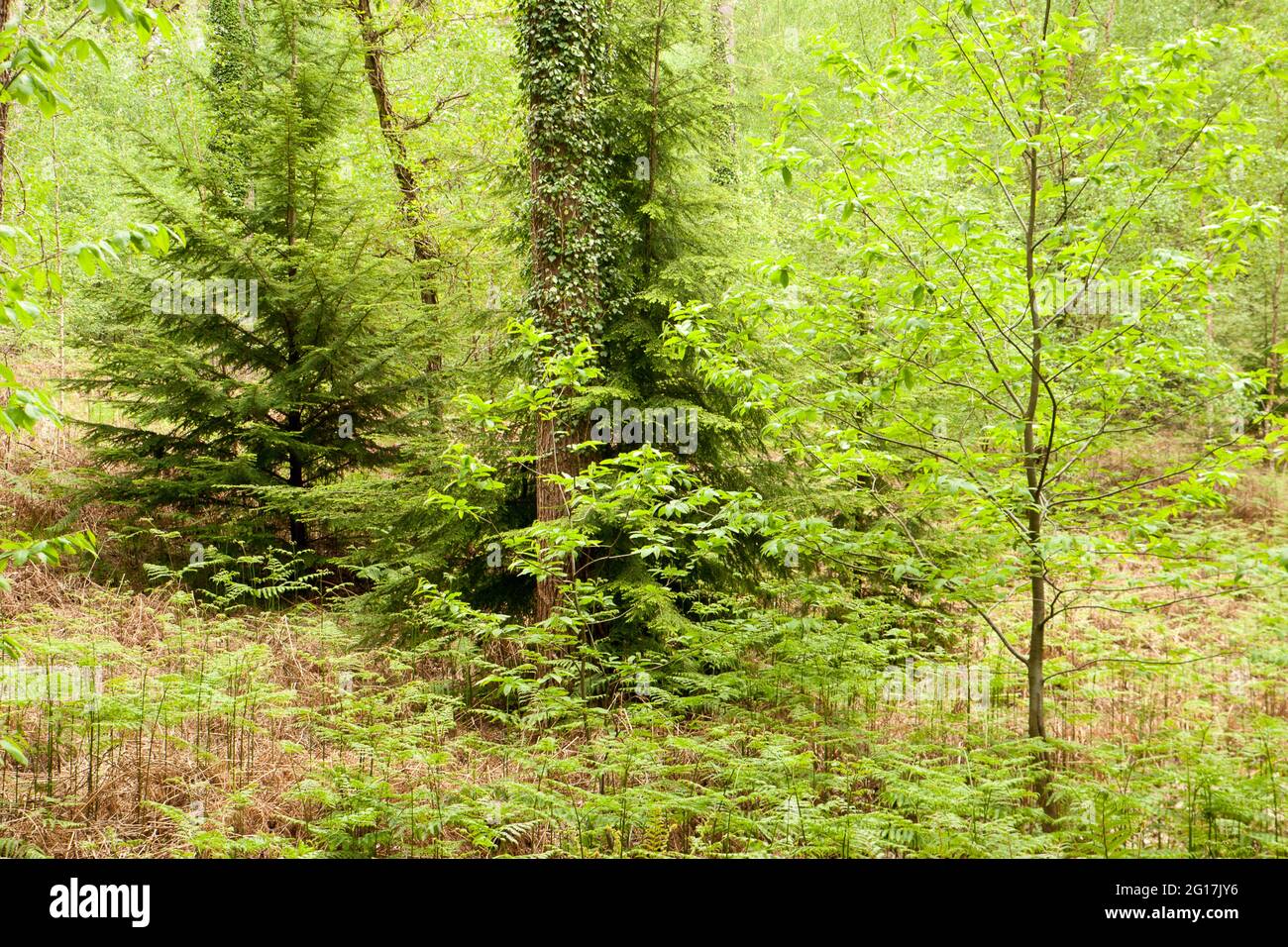 Linwood Tree Linwood park hi-res stock photography and images - Alamy