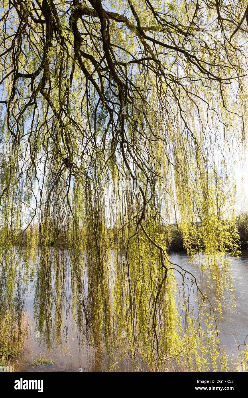 Willow tree england uk hires stock photography and images Alamy