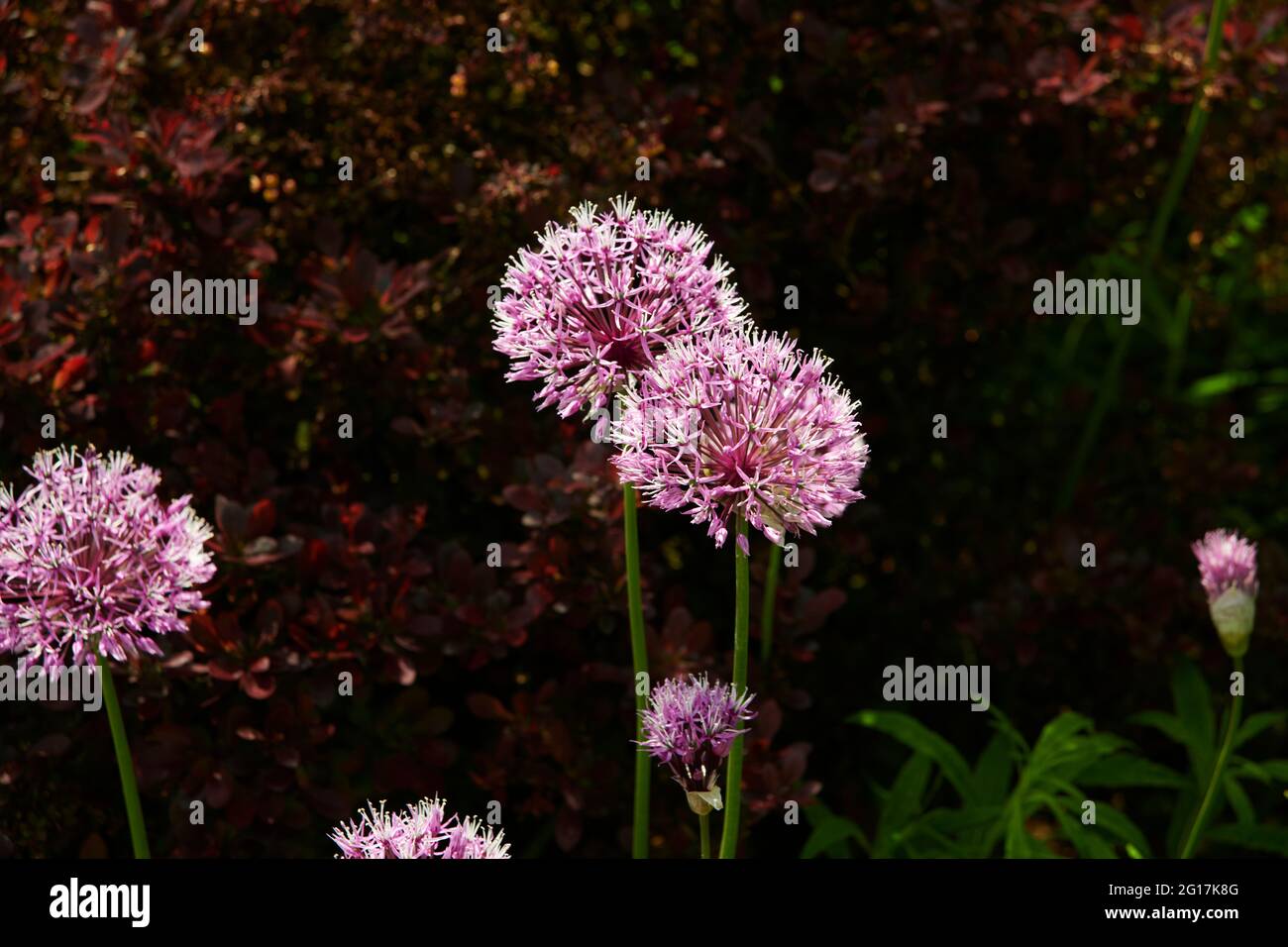 Ornamental Allium flower heads growing in a garden border, plants for