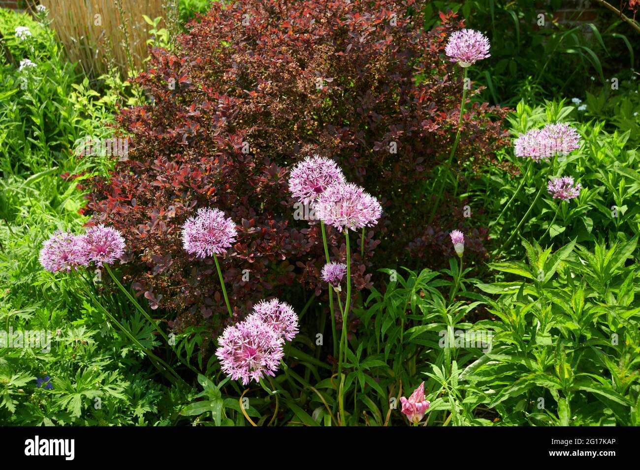 Ornamental Allium flower heads growing in a garden border, plants for