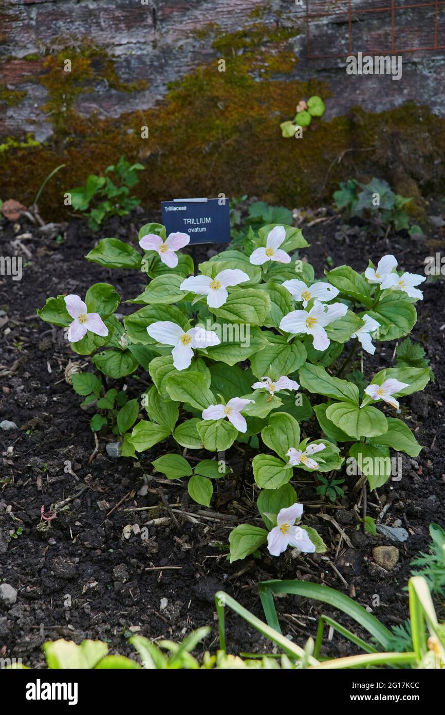 Great white trillium (Trillium grandiflorum) Stock Photo