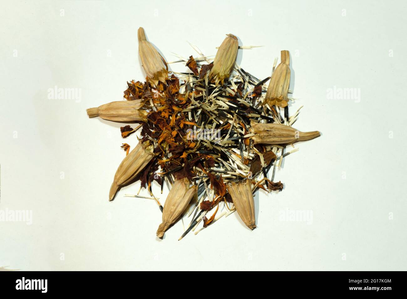 Marigold Seeds High Resolution Stock Photography And Images Alamy