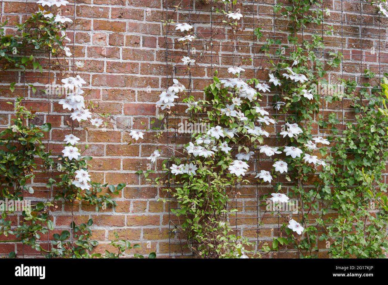 Clematis (Clematis florida) growing against a garden wall, UK, GB. Stock Photo