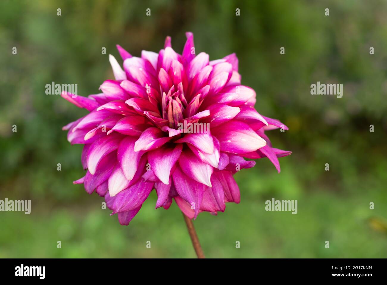 Pink and white colors Dahlias are easy plants to grow and yield beautiful blooms from mid-summer through fall Stock Photo