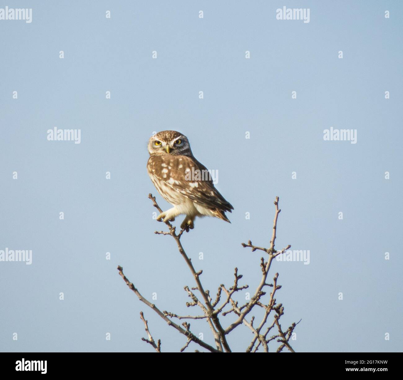 Little owl (Athene noctua) in Vashlovani national park, Georgia Stock Photo