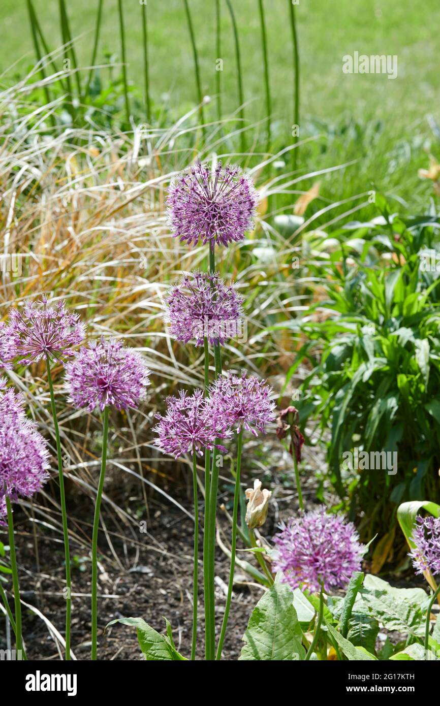 Ornamental Allium flower heads growing in a garden border, plants for