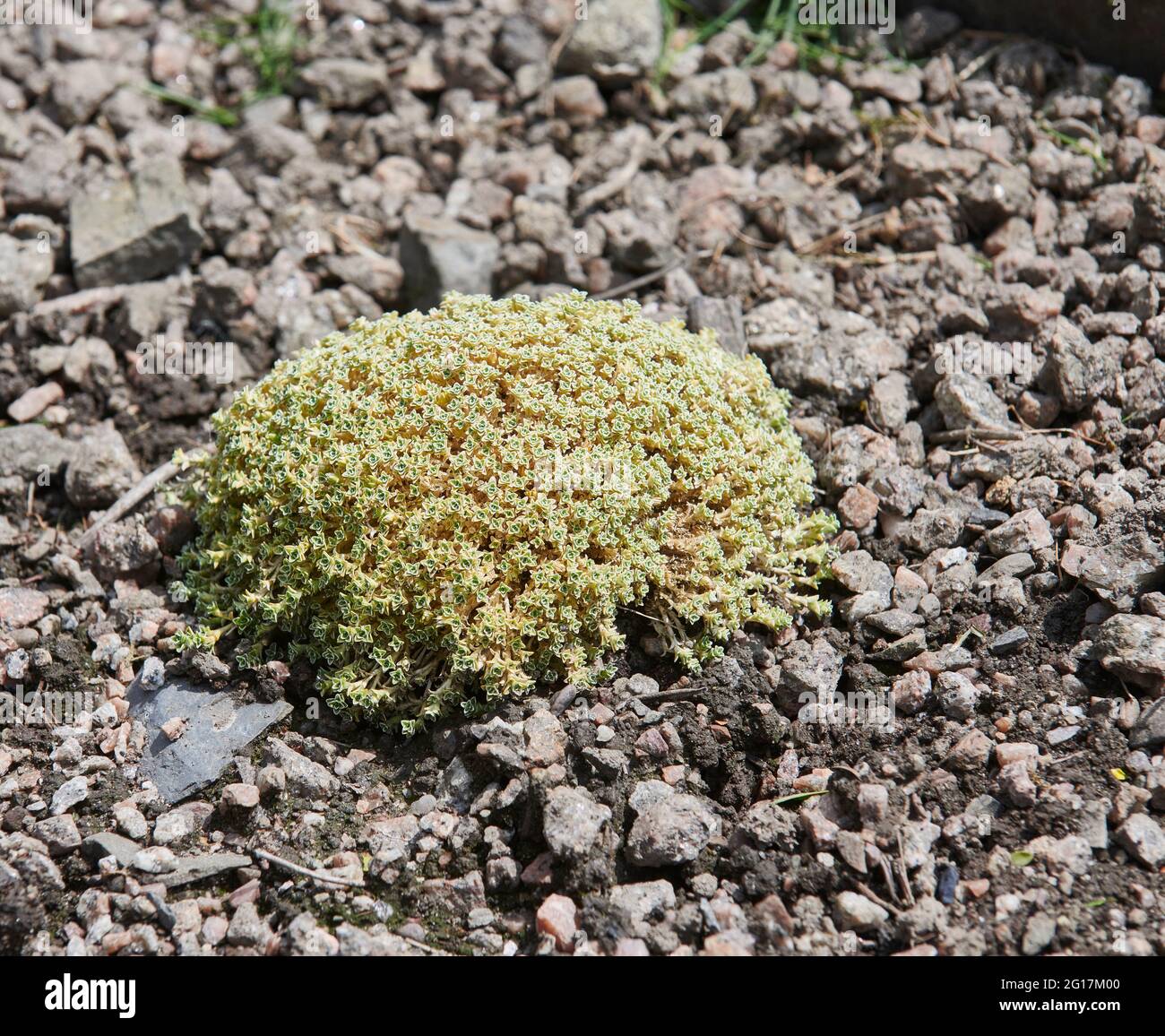Mossy saxifrage (Saxifraga hypnoides) or Dovedale moss, growing on alpine limestone gravel in full sunlight. Stock Photo
