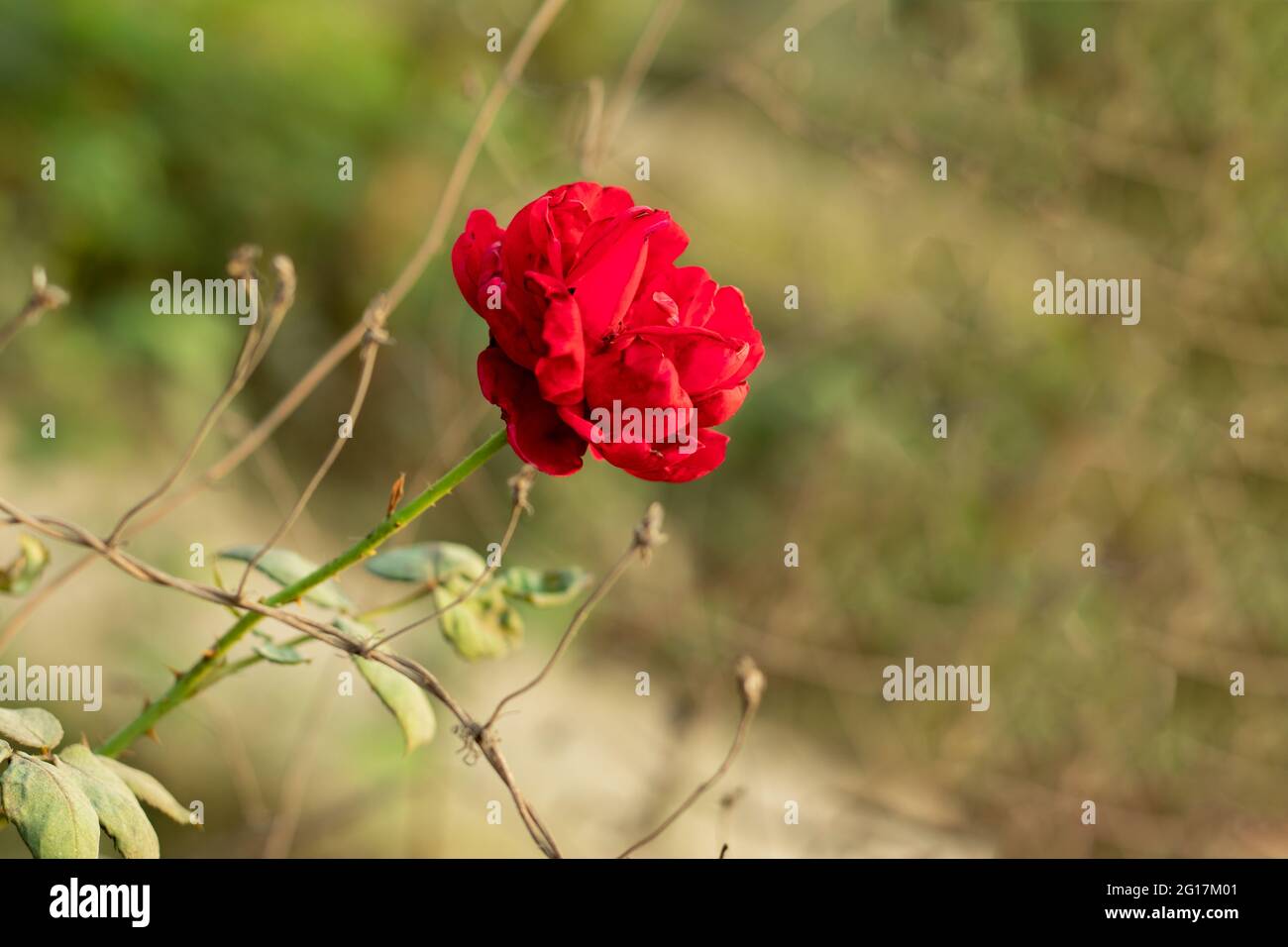 A red rose flower also conveys other feelings such as beauty, courage, respect, congratulations, besides, and the emotions of love and romance Stock Photo
