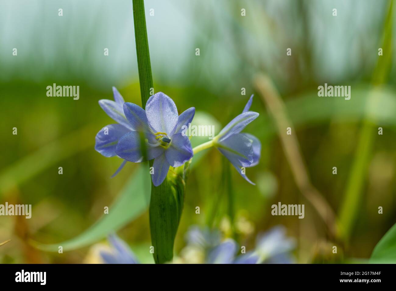 Agapanthus campanulatus or Lily of the Nile is a herbaceous perennial plant leaf and drooping flowers in shades of dark blue colors Stock Photo