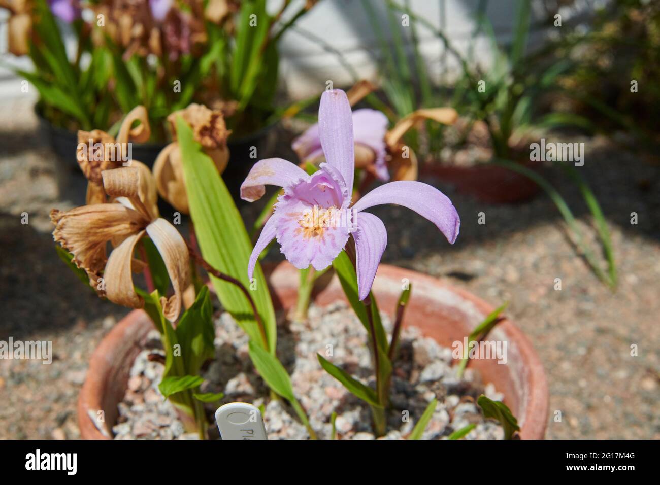 Pleione formosana Orchid growing in an Alpine house Stock Photo