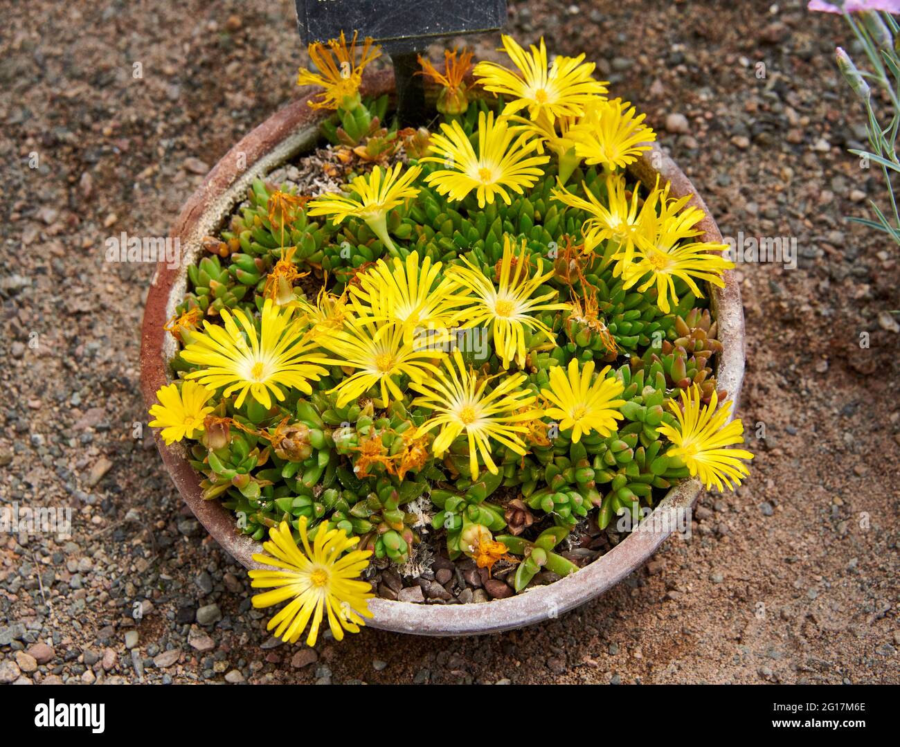Malotigena frantiskae-niederlovae, in full bloom in a shallow pan. Stock Photo