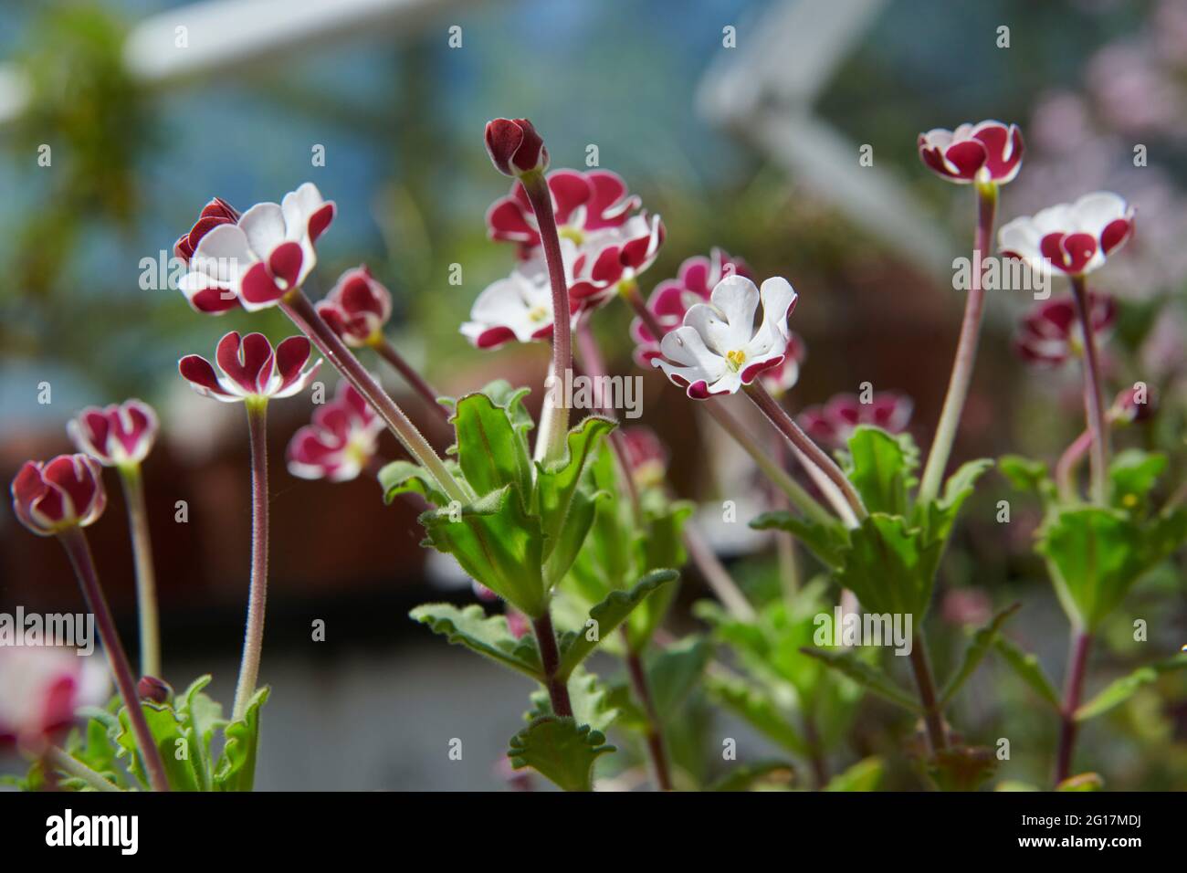 Garden Verbena (Glandularia hybrida) Stock Photo