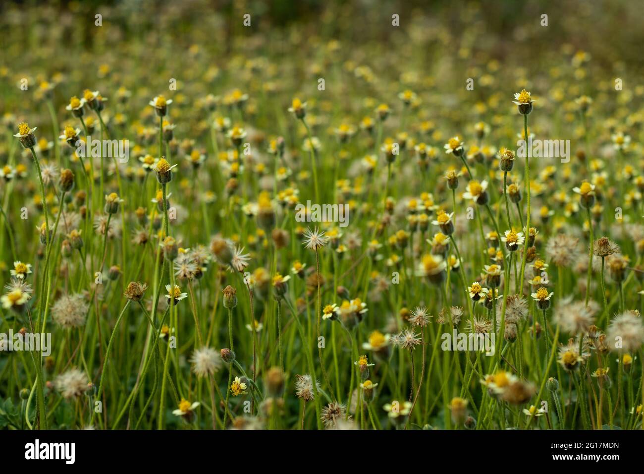 Coat Buttons flower or it is commonly known as coat buttons or Tridax daisy, is a species of flowering plants in daisy family Stock Photo