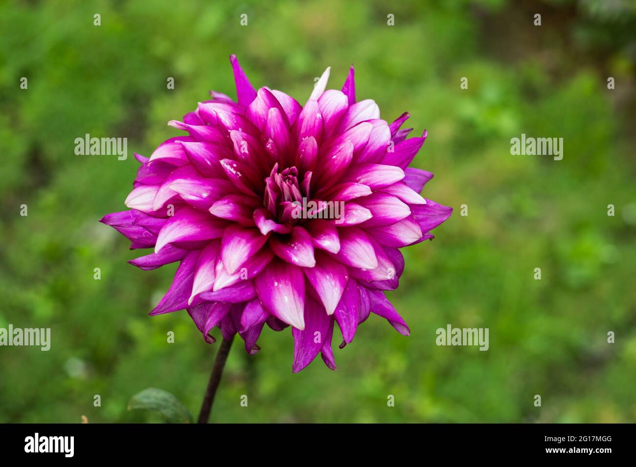 Dahlias may not have a sweet fragrance like a rose or peony but the flower is really gorgeous pink and white colors Stock Photo