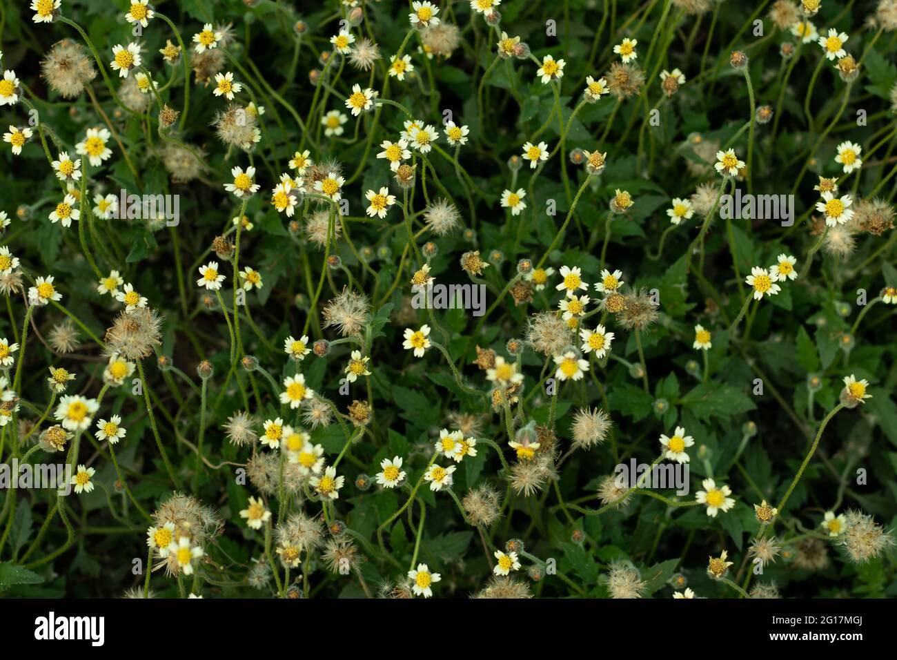 Coatbuttons flower or Tridax procumbens wild grass plant that also commonly known as coatbuttons, is a species of flowering plant in the daisy family Stock Photo