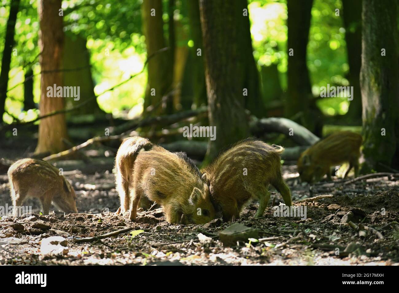 Small wild piglets in the forest. Animals in the wild, natural colorful