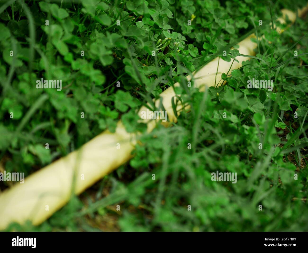 Water pipe for irrigation presented between the grass which separating