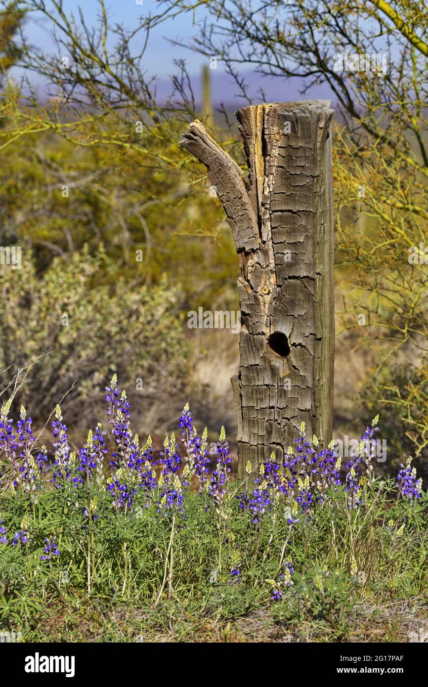 Fence post flowers hi-res stock photography and images - Alamy