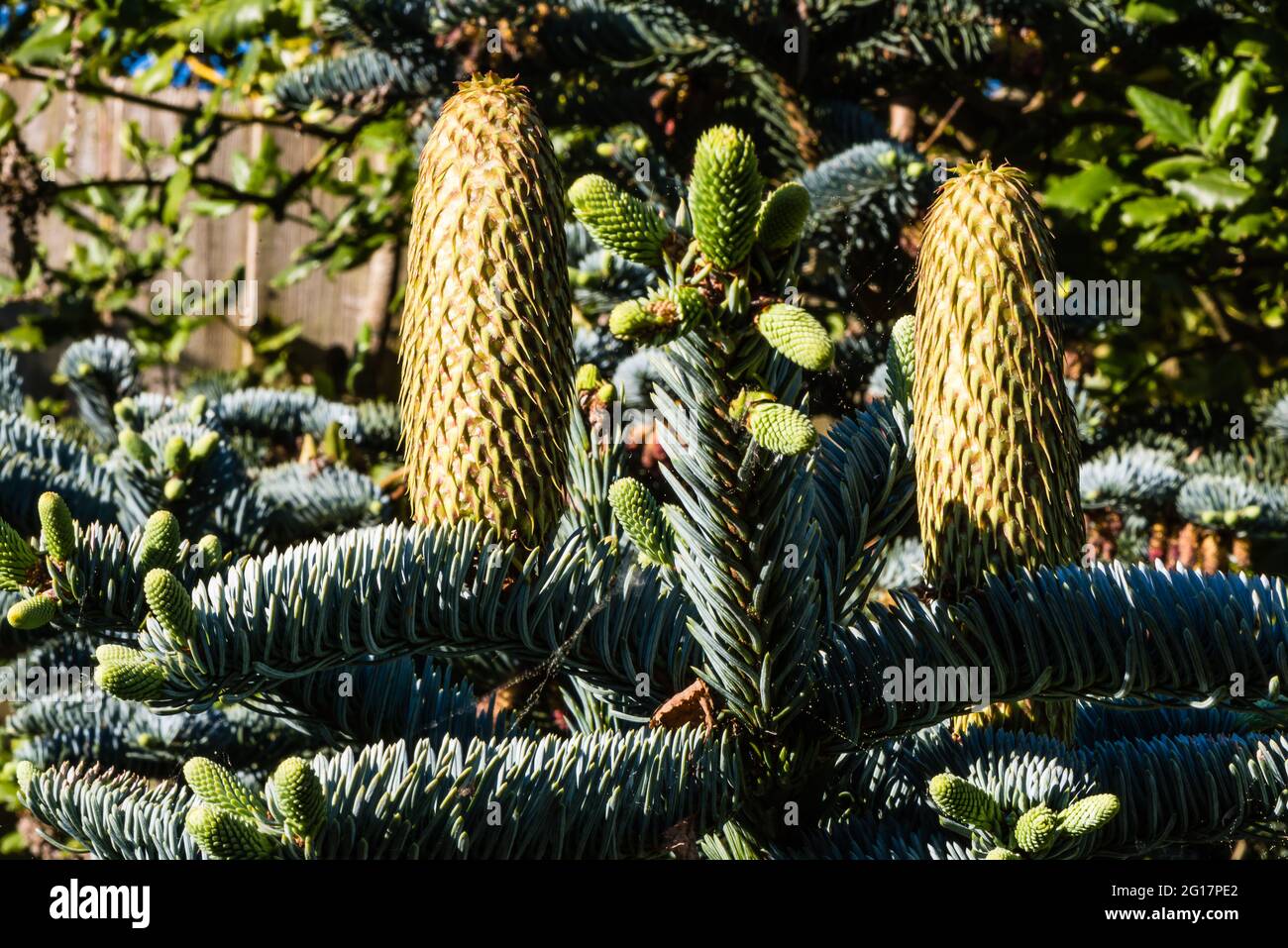 An Abies Procera Glauca Prostrata glowing in the late evening sun. Stock Photo