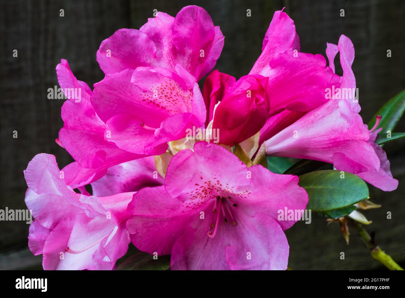 Rhododendron Yakushimanum Pink growing in a quiet corner of a Counry Garden. Stock Photo