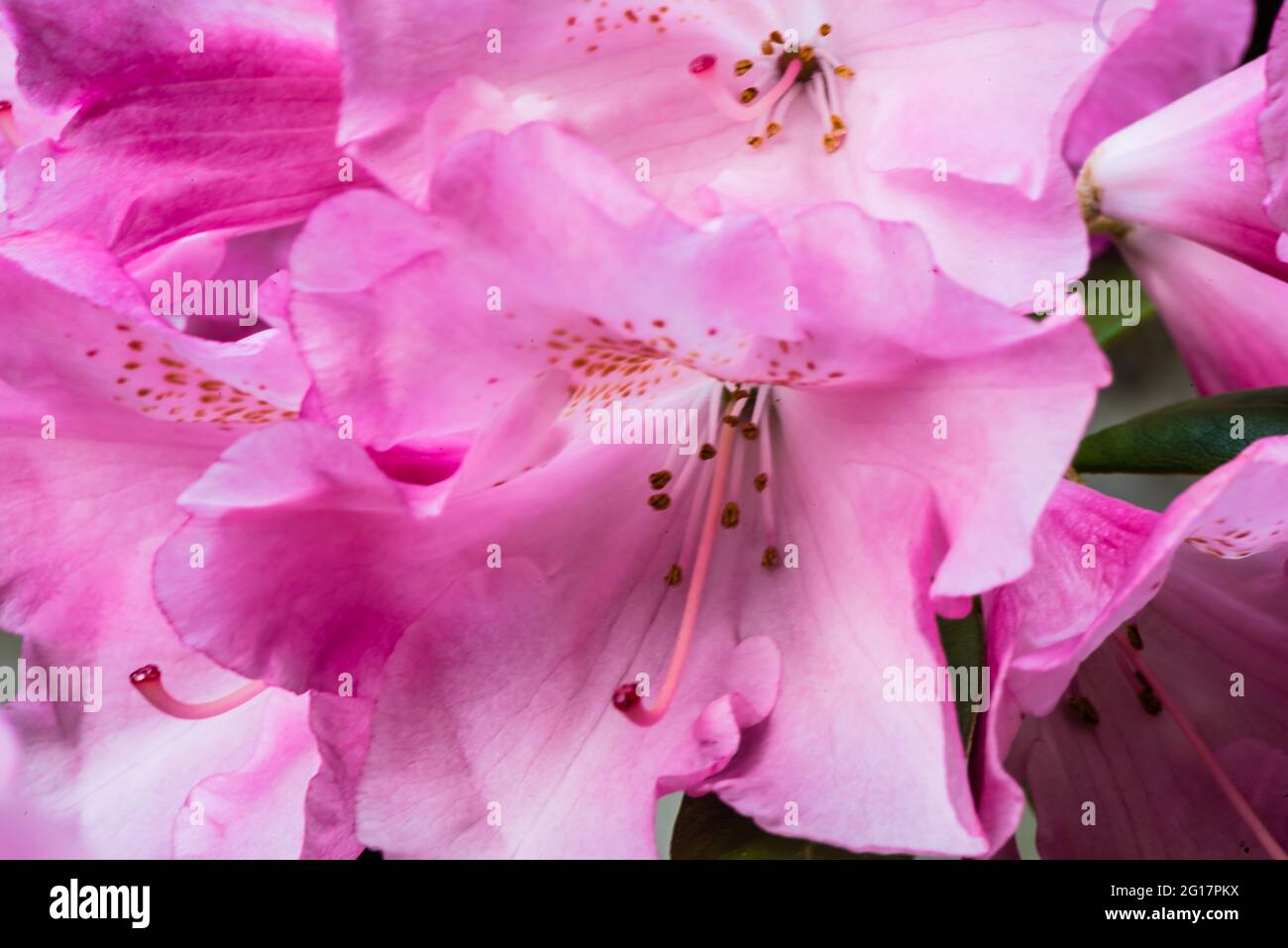 Rhododendron Yakushimanum Pink growing in a quiet corner of a Counry Garden. Stock Photo