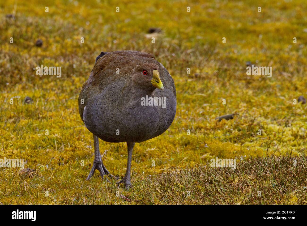 Tasmanian Native Hen, an endemic flightless rail, moves cautiously at Ronney Creek in Cradle Mountain National Park, Tasmania, Australia Stock Photo