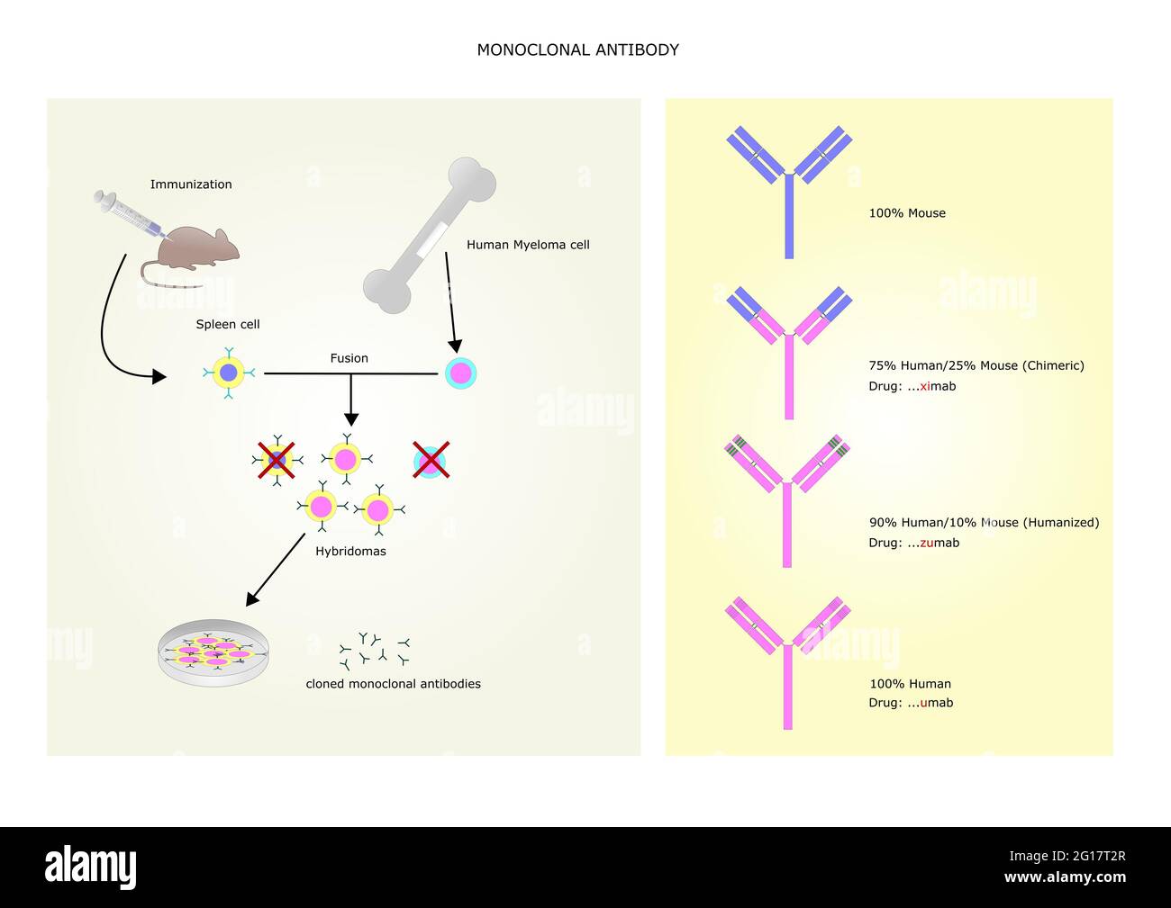 Myeloma antibody hi-res stock photography and images - Alamy