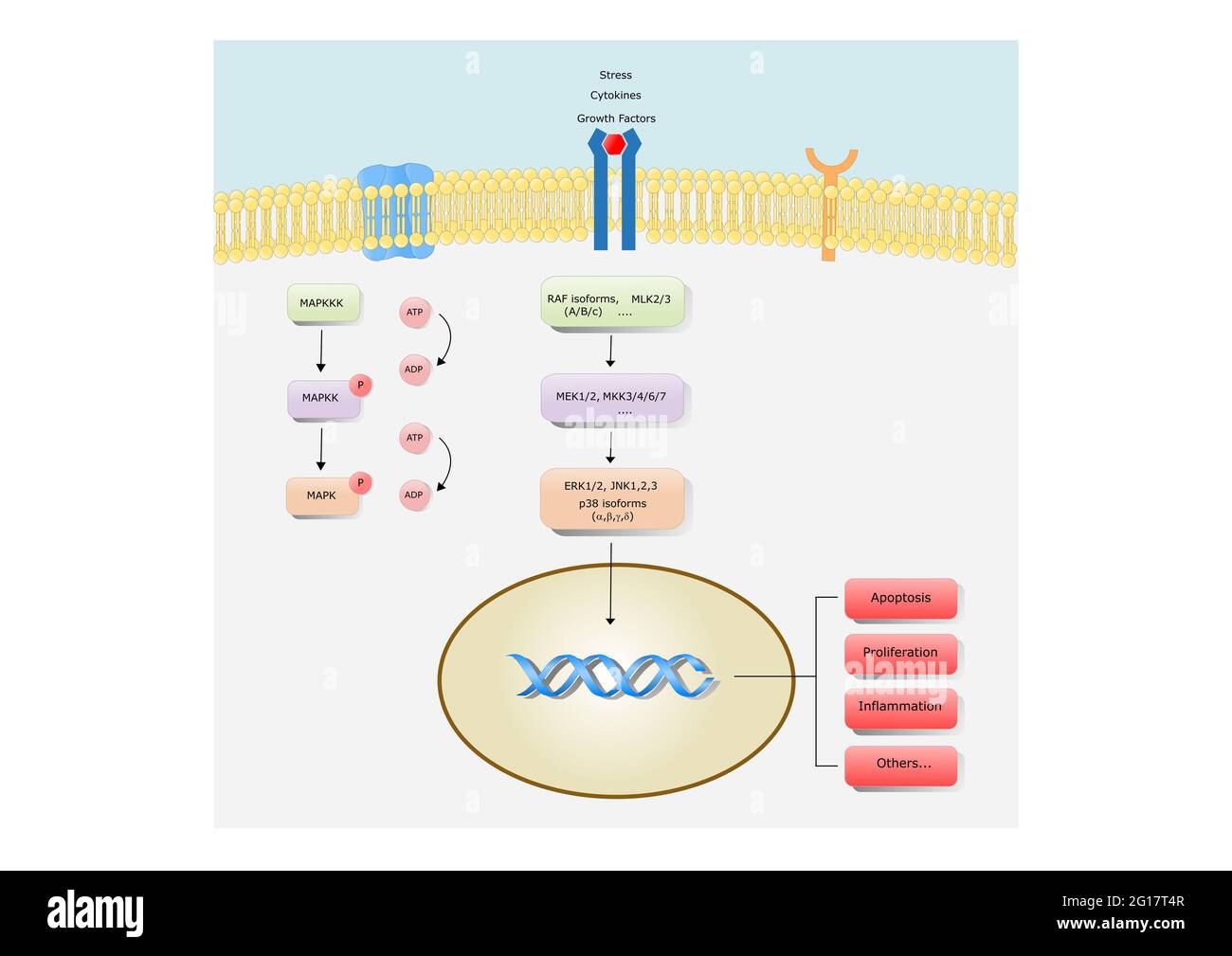 Signaling pathway Cut Out Stock Images & Pictures - Alamy