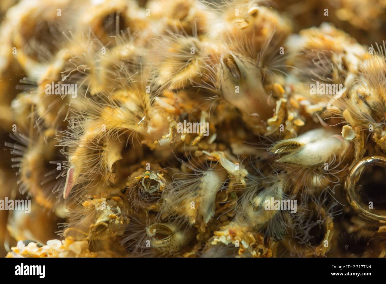 Honeycomb worm, Sabellaria alveolata,, Wales, UK Stock Photo