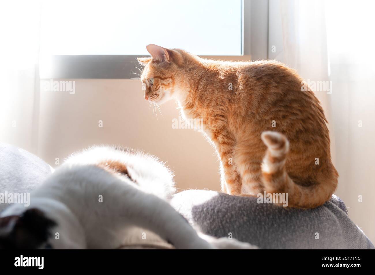 brown tabby cat sitting on the sofa under the light of the window ...