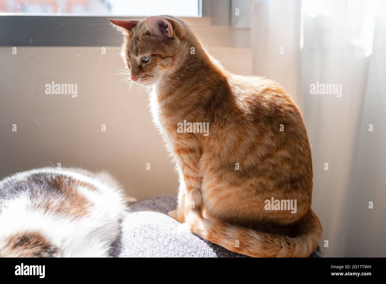 brown tabby cat sitting on the sofa under the light of the window ...