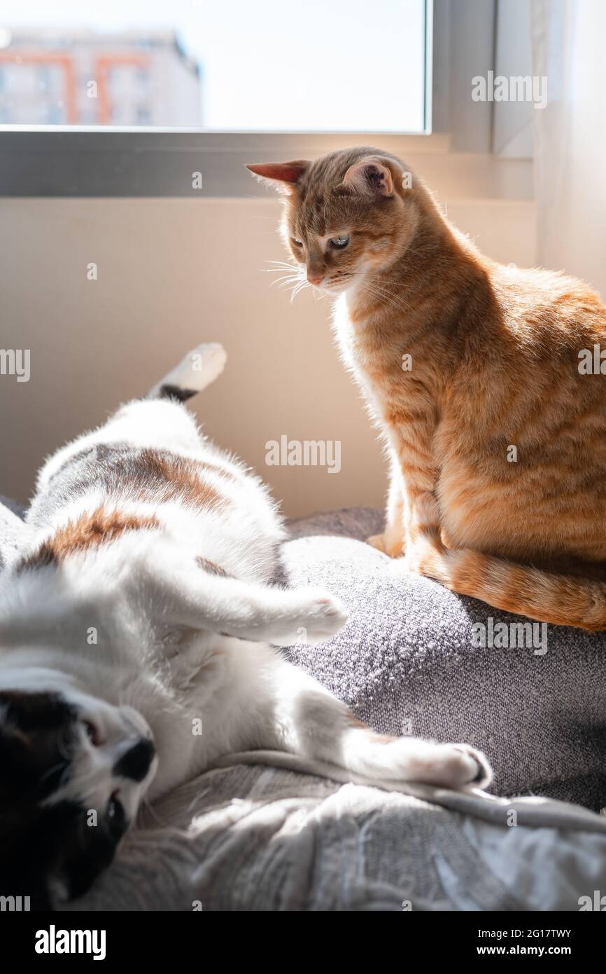 brown tabby cat sitting on the sofa under the light of the window ...
