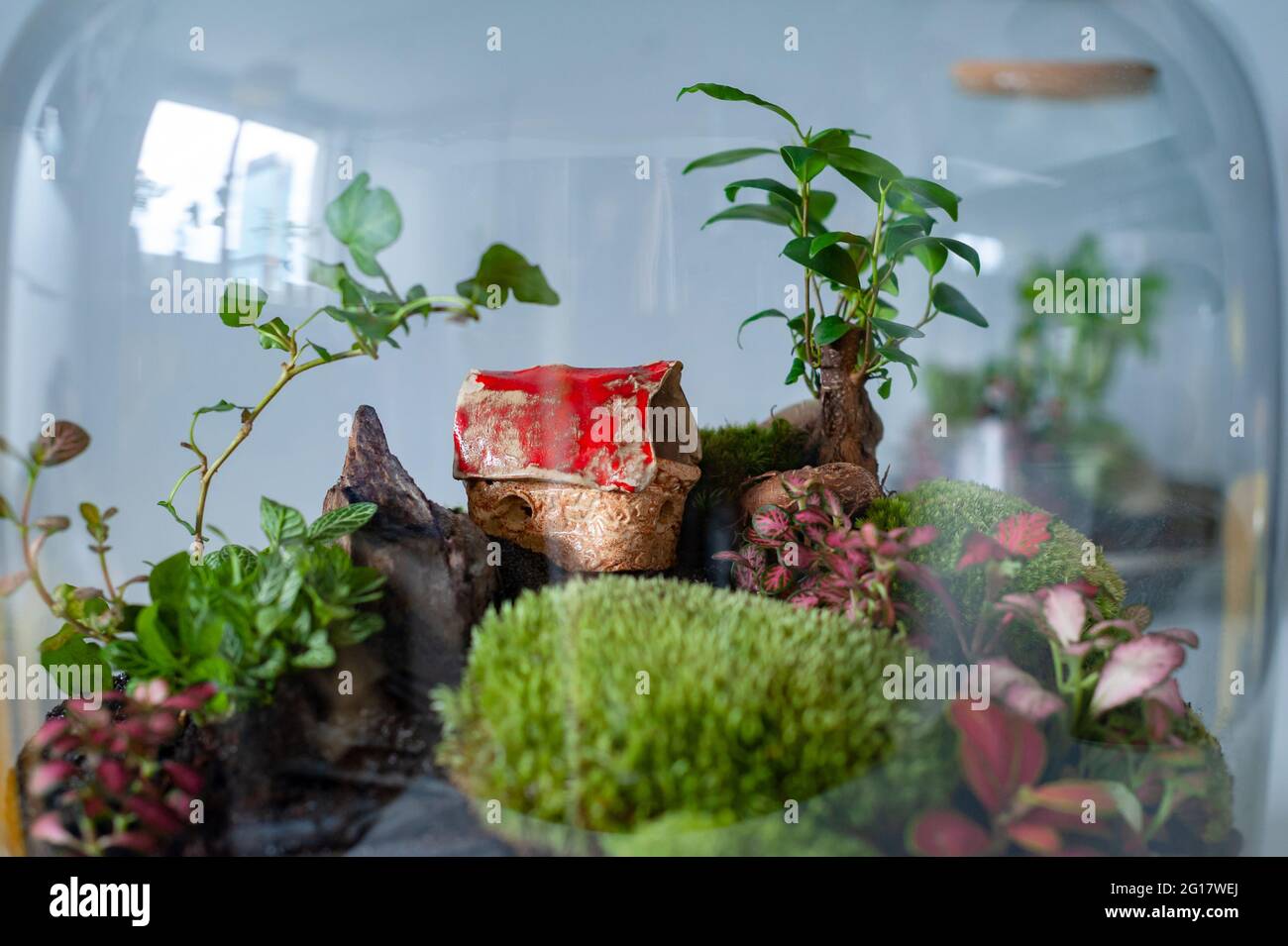Terrarium with plants - ginseng ficus, miniature house, miniature world. A  forest in glass in the company of cut flowers on the table in front of a Sc  Stock Photo - Alamy