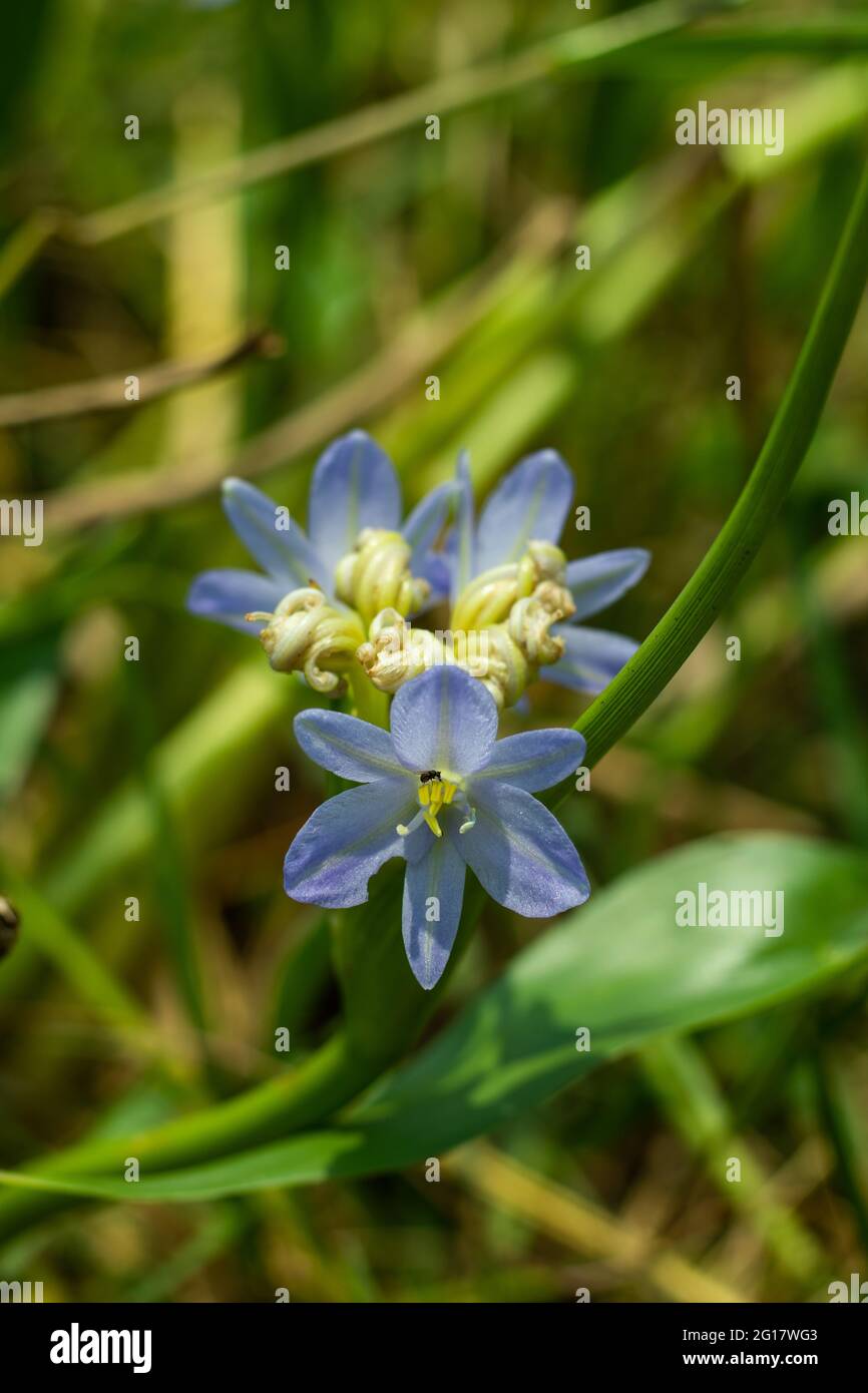 The Agapanthus is the only genus in the subfamily Agapanthoideae of the flowering plant family Amaryllidaceae. The bunch of Lily of the Nile flowers Stock Photo