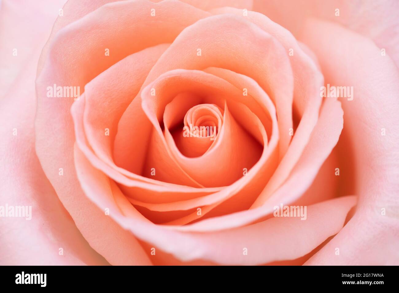 Pink rose flower close up for background and soft focus Stock Photo