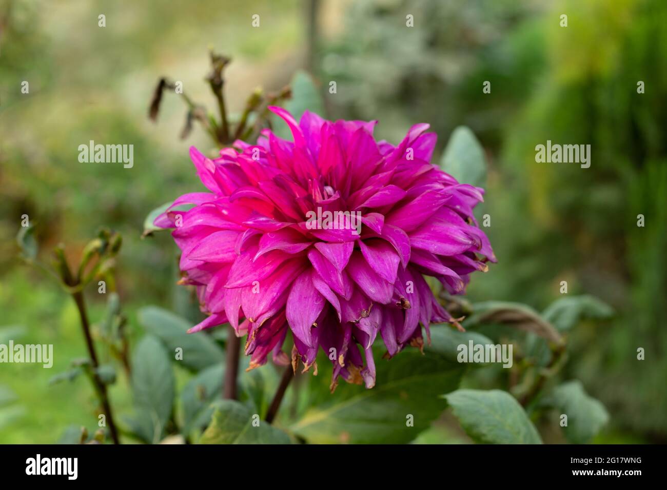 The Dahlias pink flower bloom from late summer through fall Stock Photo