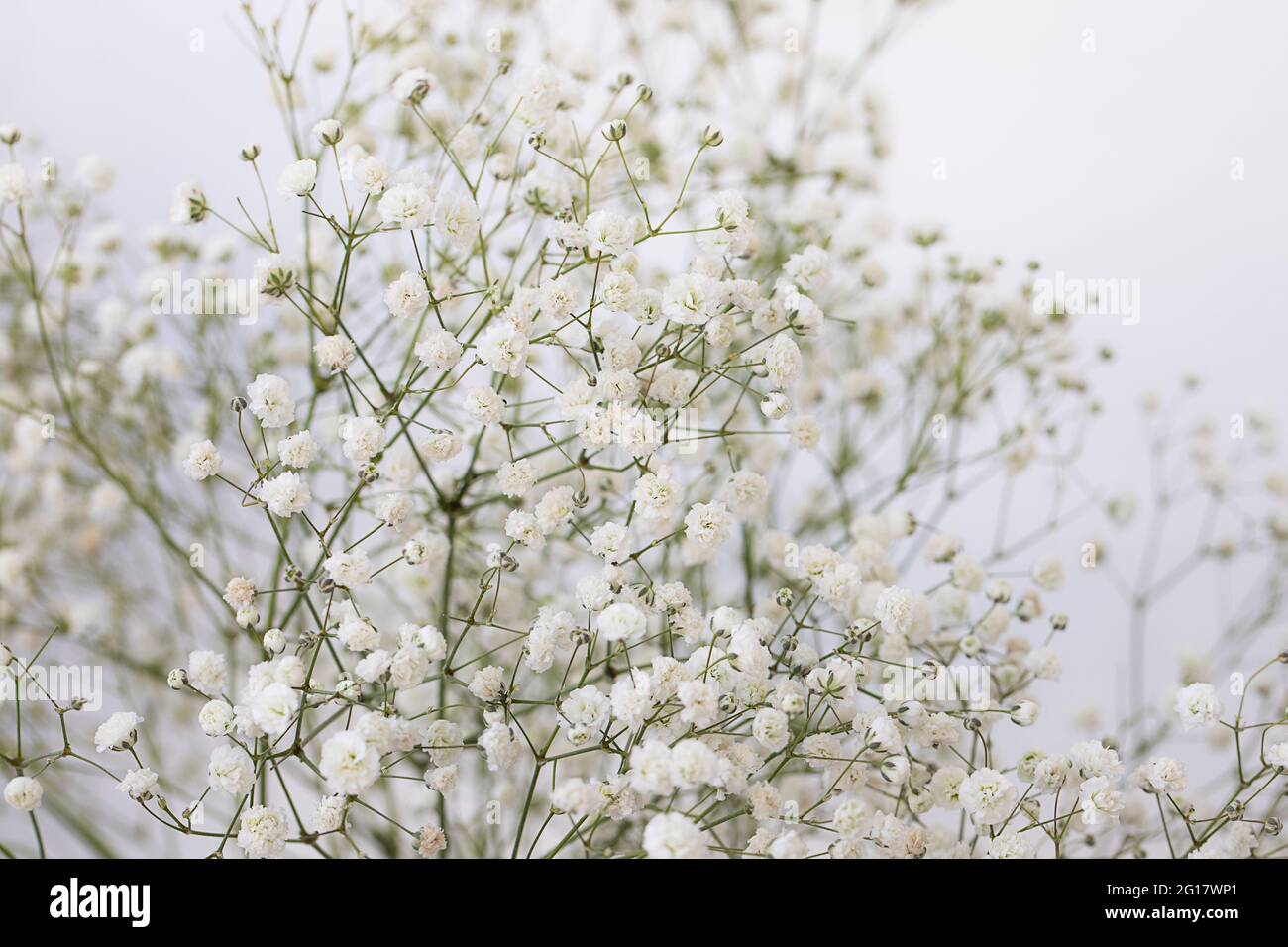 White gypsophila on white background Stock Photo