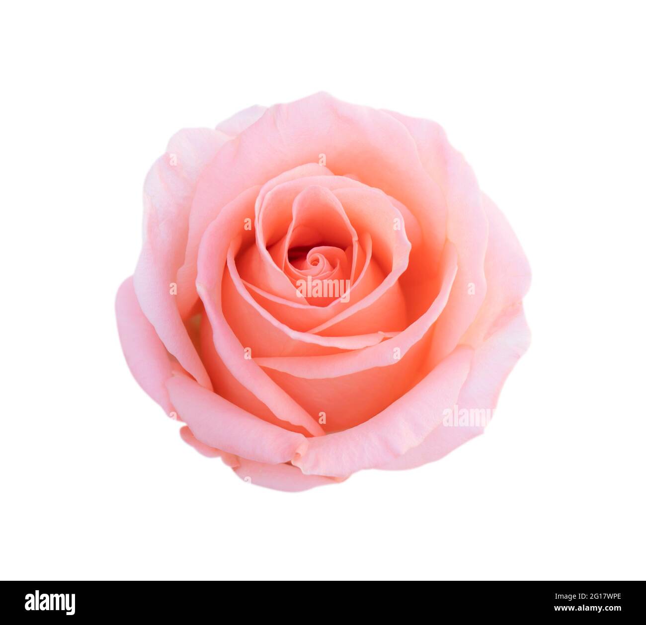Pink rose flower isolated on white background, soft focus and clipping path Stock Photo