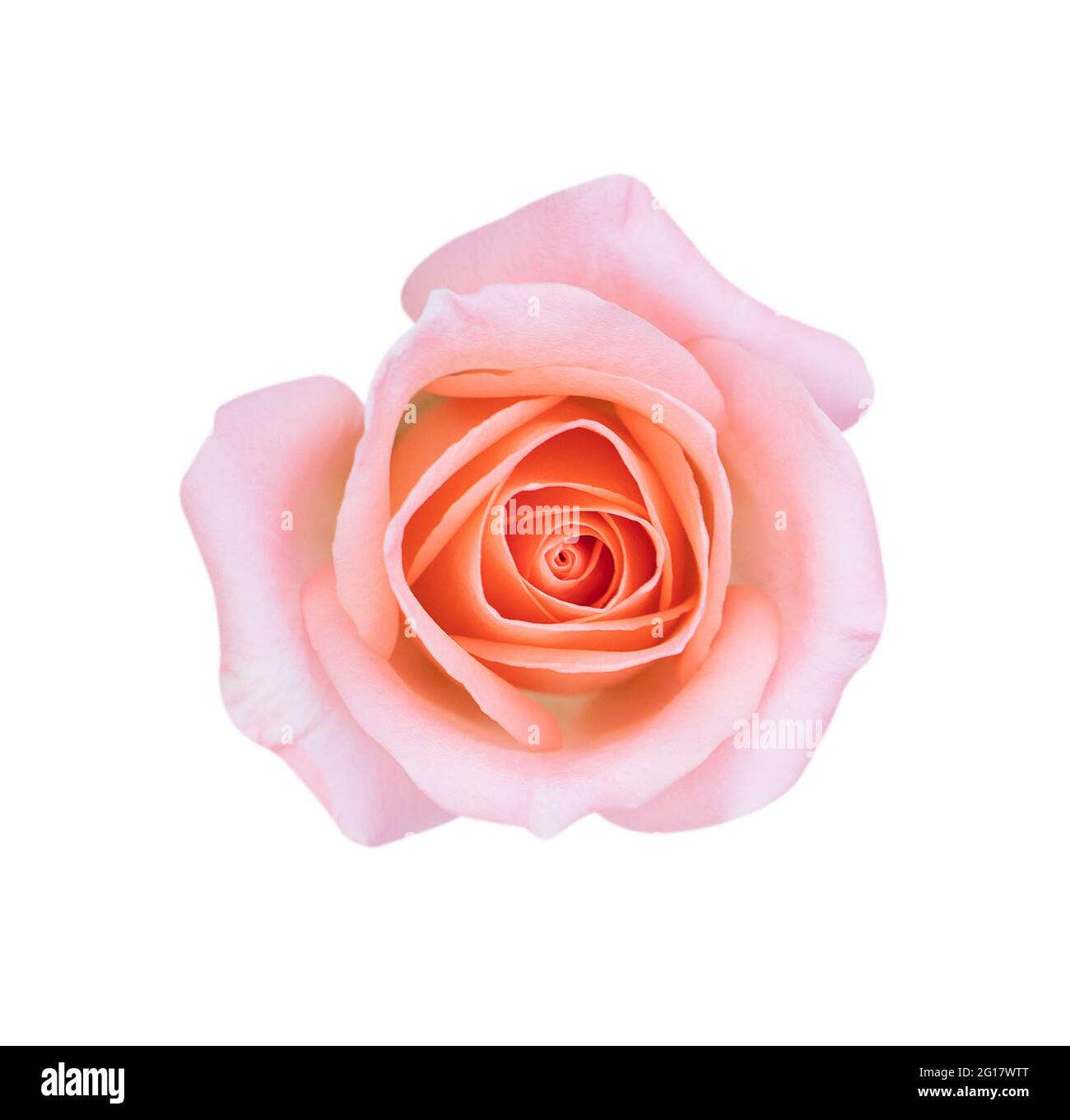Pink rose flower isolated on white background, soft focus and clipping path Stock Photo