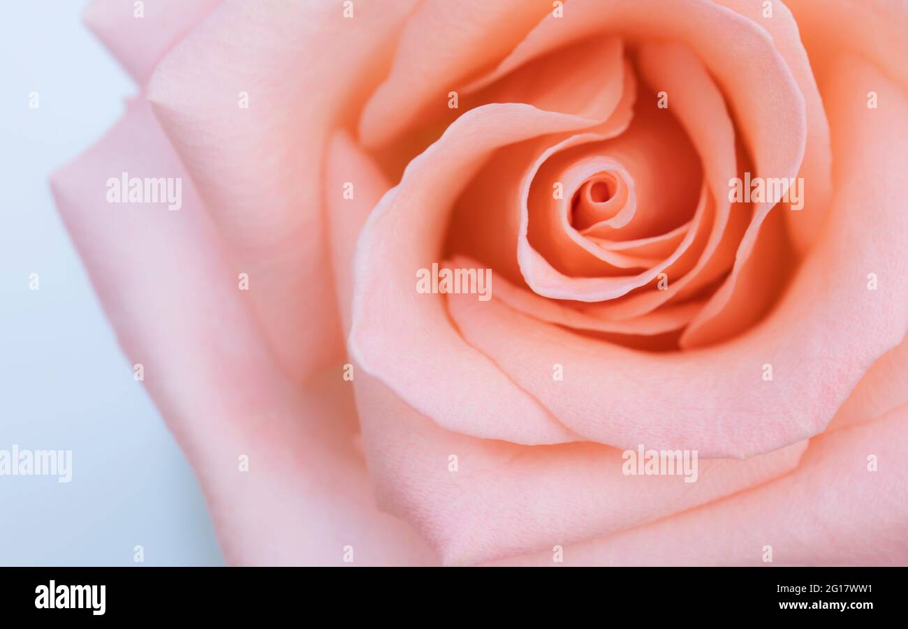 close up pink rose flower soft focus and copy space Stock Photo