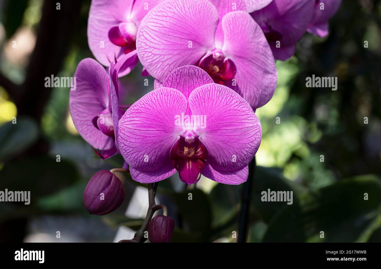 Close-up Pink orchid in the garden Stock Photo