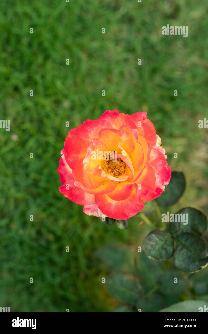 The rose flower bears many colors like pink, red, green, yellow, white and black Stock Photo