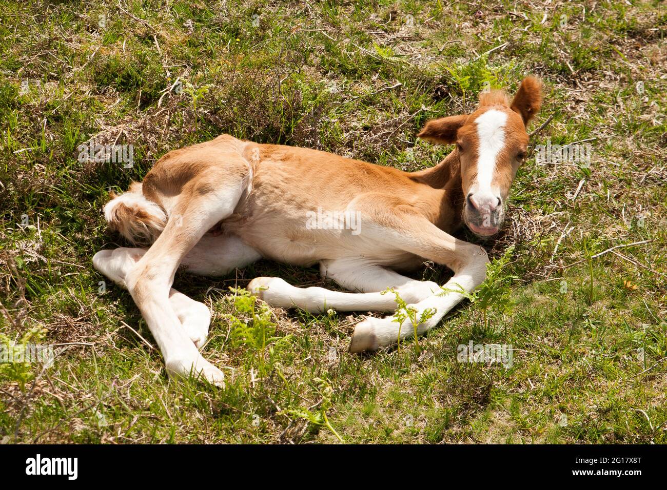 New Forest National Park Pony Stock Photo