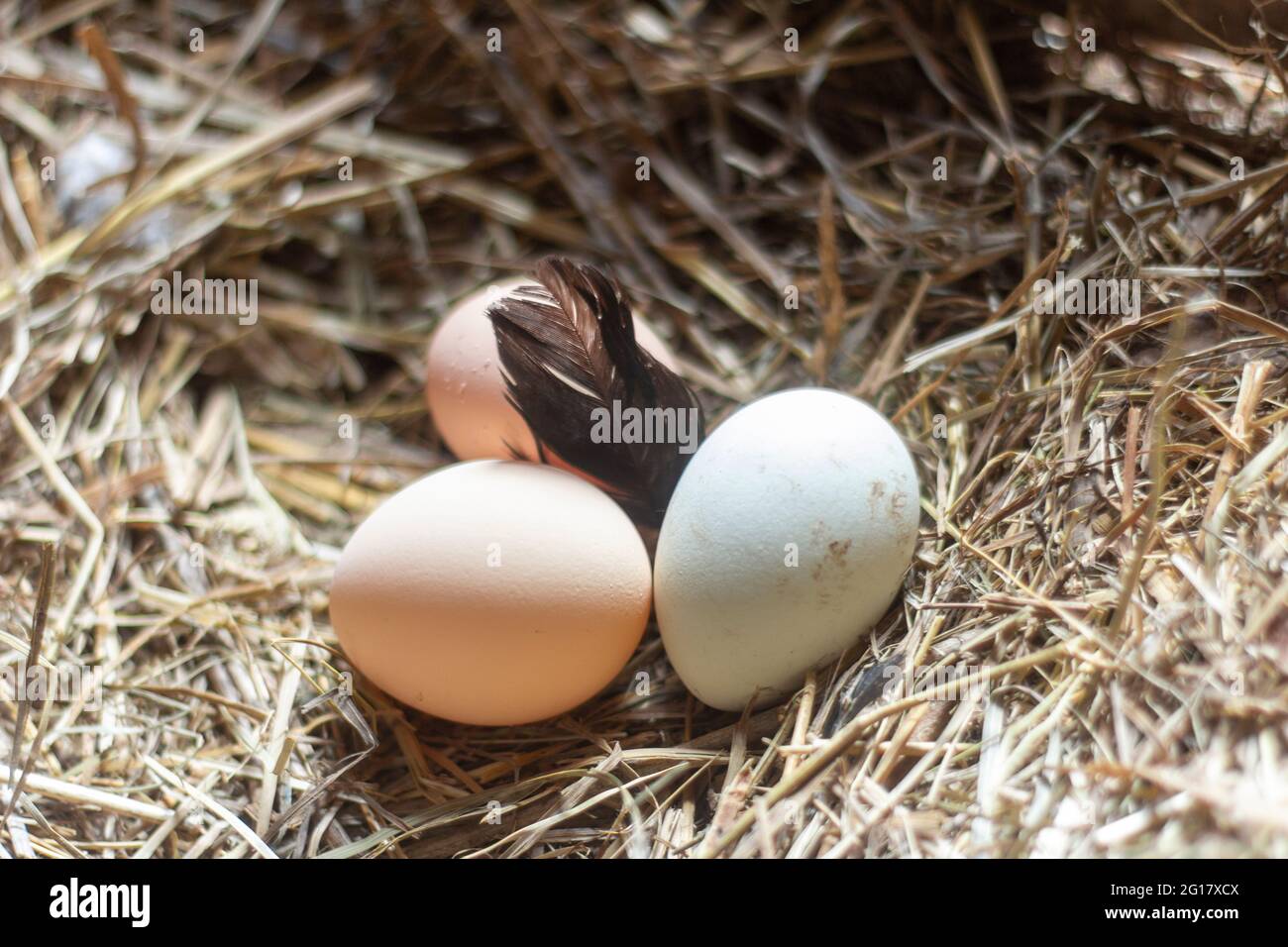 Chicken village eggs in a nest in the hay Stock Photo - Alamy