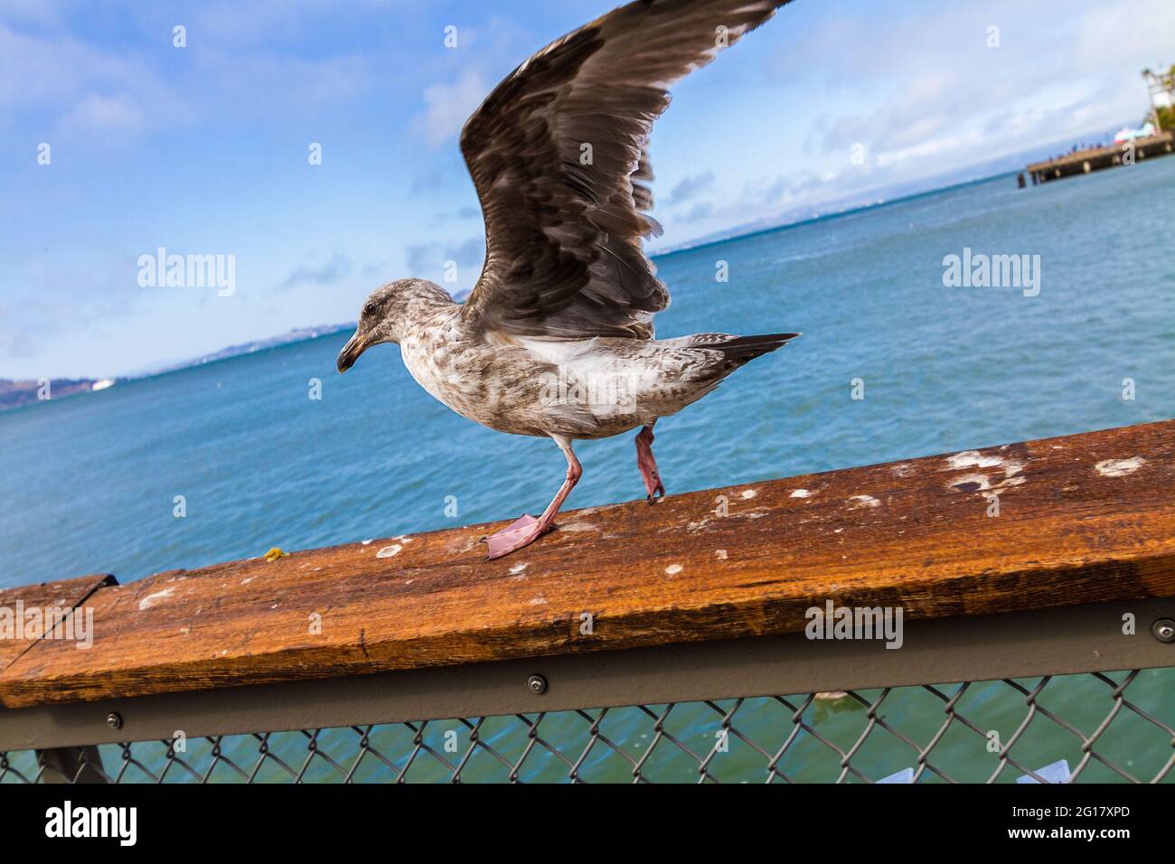 A California gull (Larus californicus) spreading its wings before flying away on Pier 39 in San Francisco Stock Photo